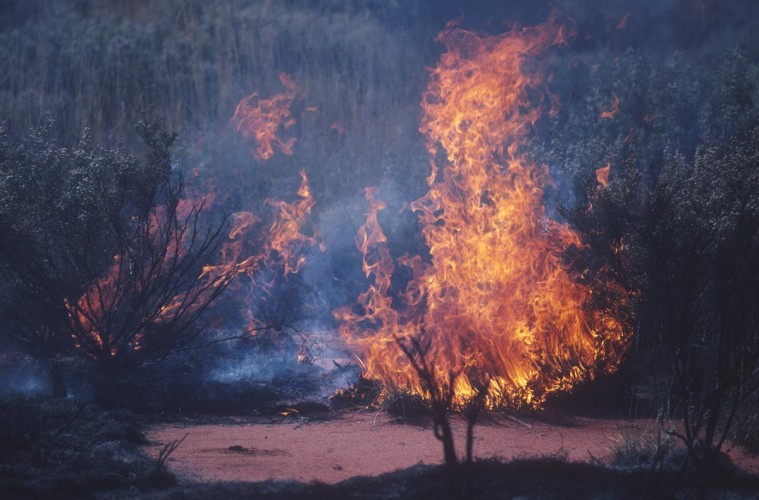 Burning bush